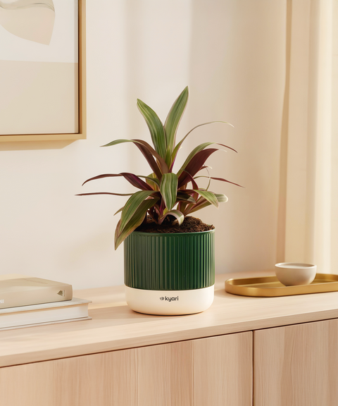 Rhoeo Tricolor Plant With Mylo Planter