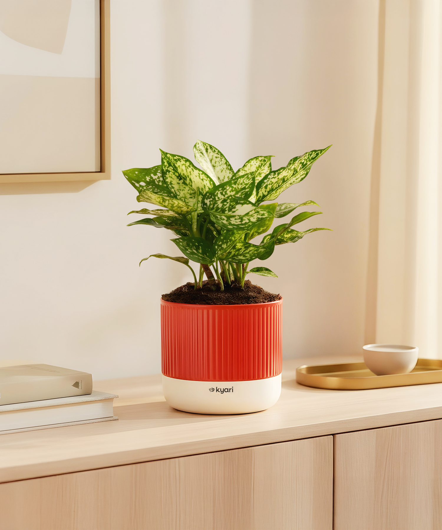 Aglaonema Snow White Plant With Mylo Planter