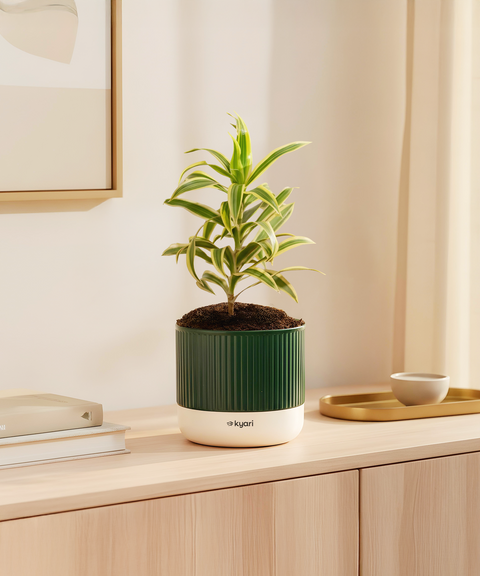 Song Of India Plant With Mylo Self Watering Pot