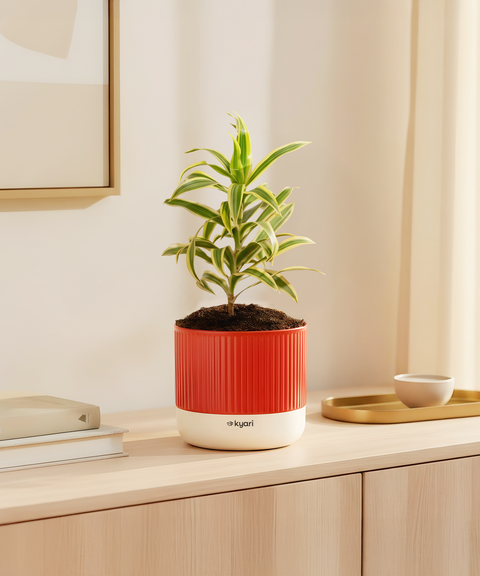 Song Of India Plant With Mylo Self Watering Pot