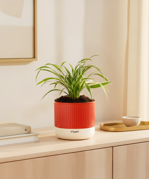 Spider Plant With Mylo Planter