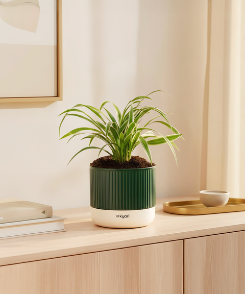 Spider Plant With Mylo Planter