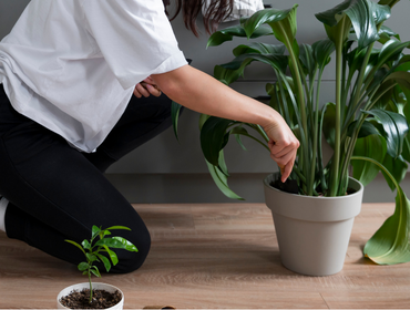 Entryway or Hall Consoles
