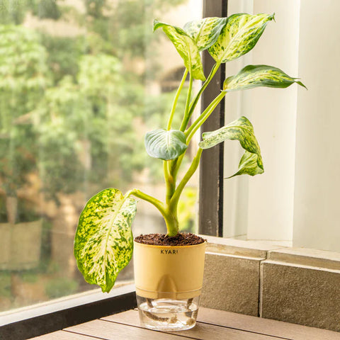 Dieffenbachia Plant