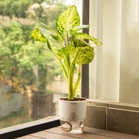 Dieffenbachia Plant