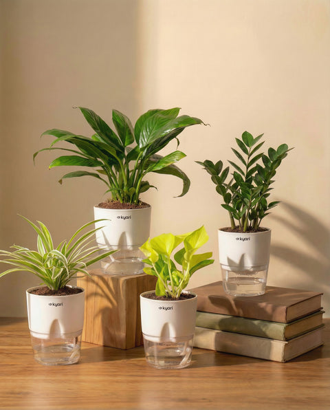 Best For Office Combo