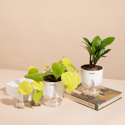 Set of 2 - ZZ - Zamia Green & Golden Money Plant