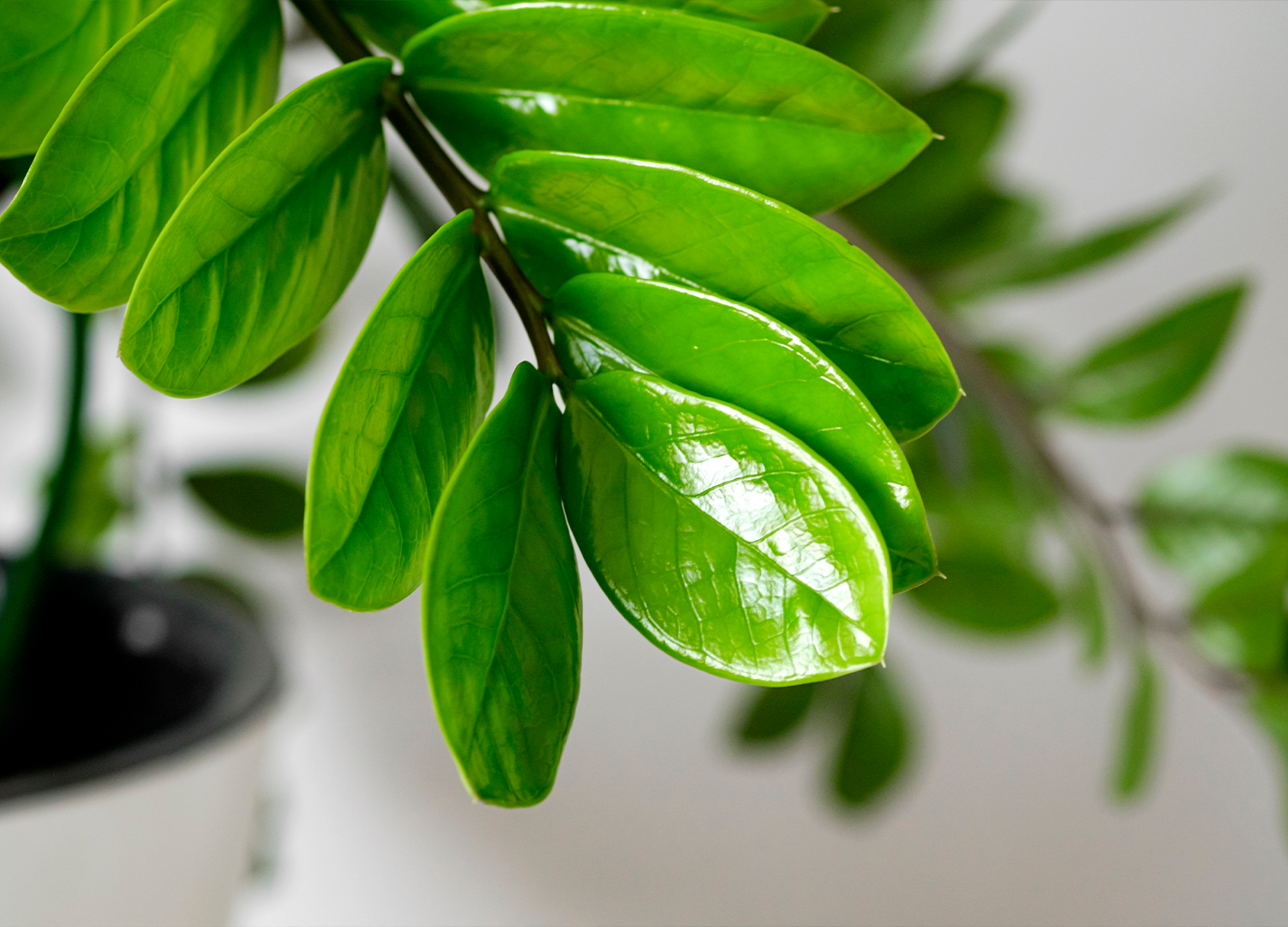 zz plant price in india Zz Plant Online - Zamioculcas Zamiifolia Plant in India