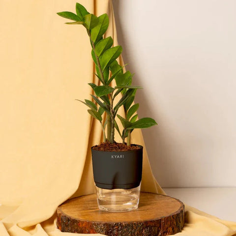 Zamia Green - ZZ Plant