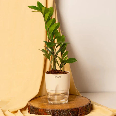 Zamia Green - ZZ Plant