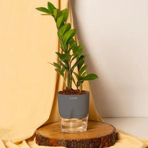 Zamia Green - ZZ Plant