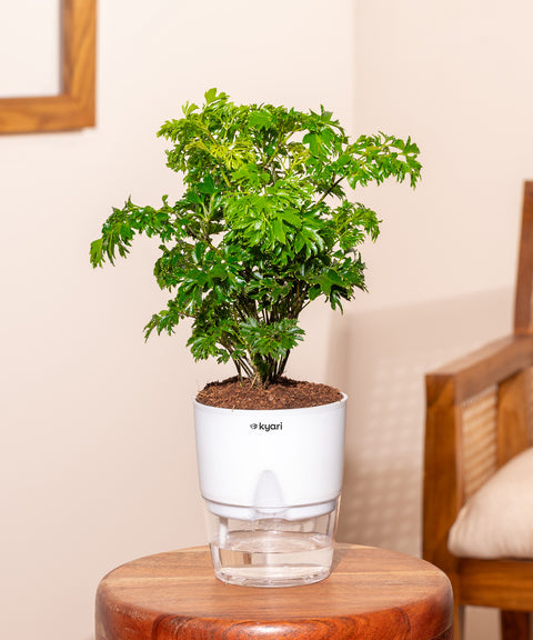 Aralia Green Plant With Self Watering Pot