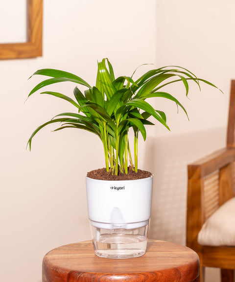 Areca Palm Plant With Self Watering Pot