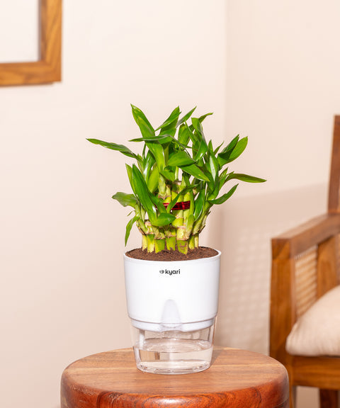 Lucky Bamboo Plant With Self Watering Pot