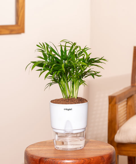 Chamaedorea Palm Plant With Self Watering Pot