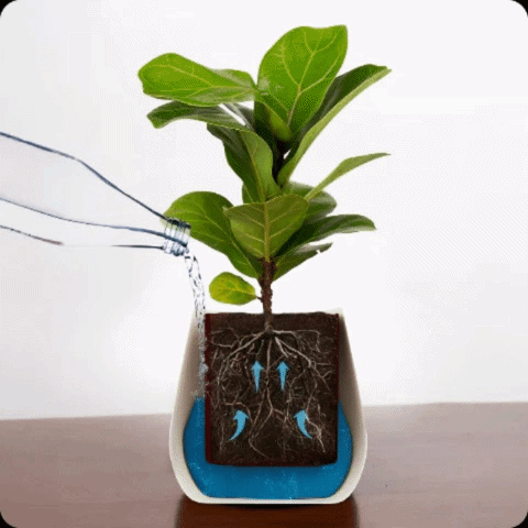 Self-Watering Planter
