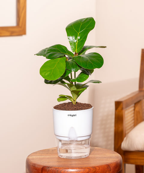 Fiddle Fig Plant With Self Watering Pot