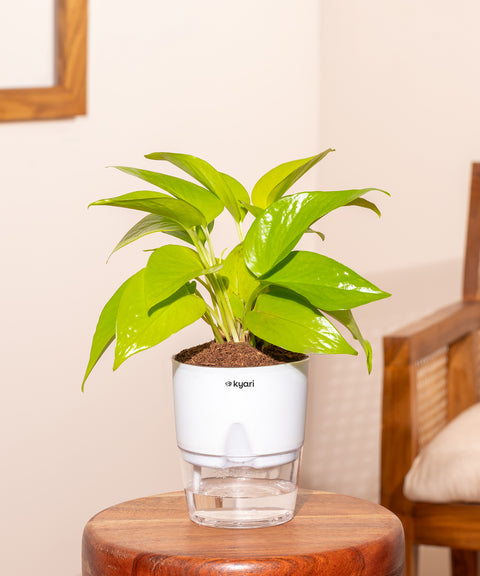 Golden Money Plant With Self Watering Pot