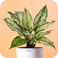 Aglaonema Plants