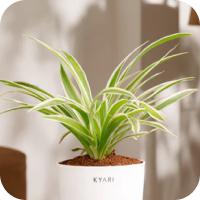 Spider Plant