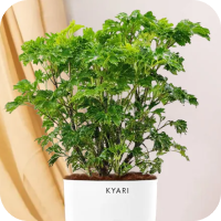 Aralia  Green Plant