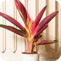 Calathea Plants