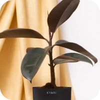 Black Rubber Plant