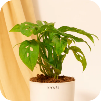 Philodendron Plants