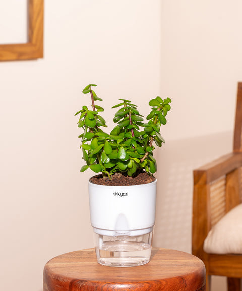 Lucky Jade Plant With Self Watering Pot