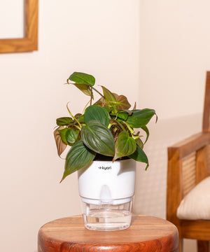 Philodendron Micans Plant With Self Watering Pot