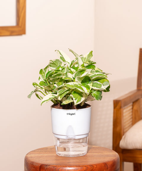 Money N'Joy Plant With Self Watering Pot