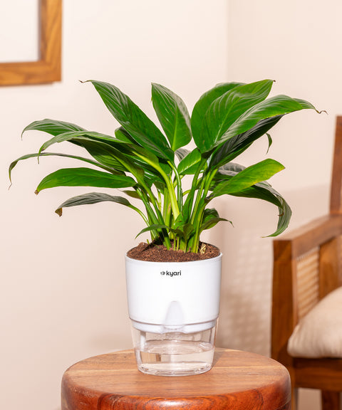 Peace Lily Plant With Self Watering Pot