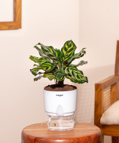 Peacock Plant With Self Watering Pot