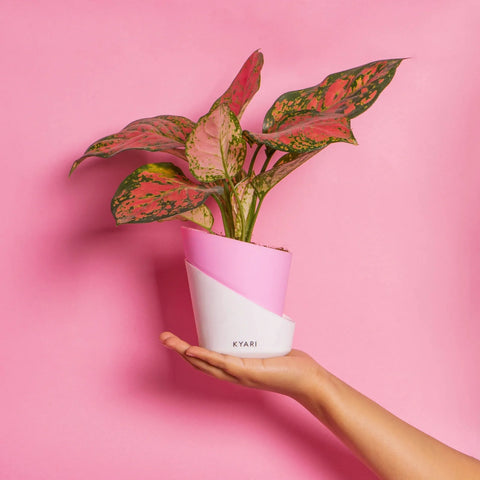 Aglaonema Pink Valentine Plant