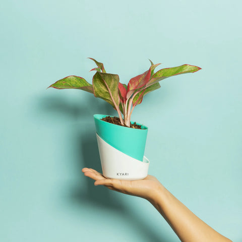 Aglaonema Lipstick Plant