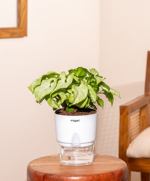 Syngonium Pixie White Plant With Self Watering Pot