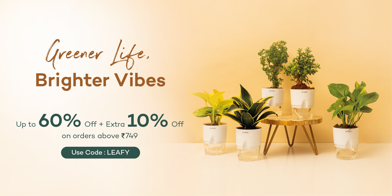 Collection Plant Paradise