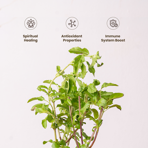 Holy Tulsi Plant: Sacred Indian Basil