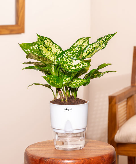 Aglaonema Snow White Plant With Self Watering Pot