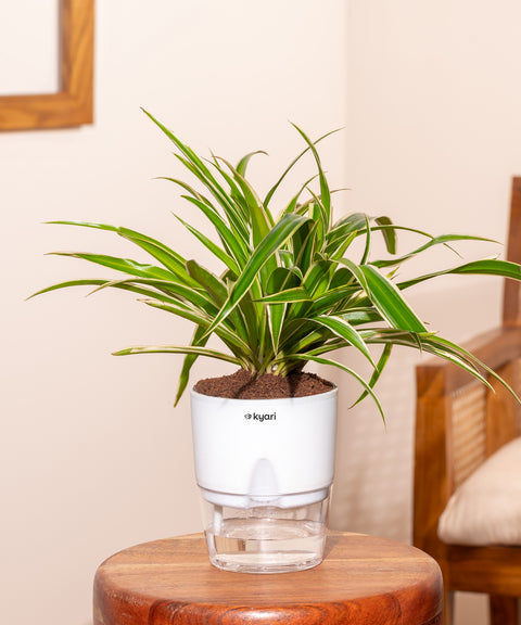 Spider Plant With Self Watering Pot