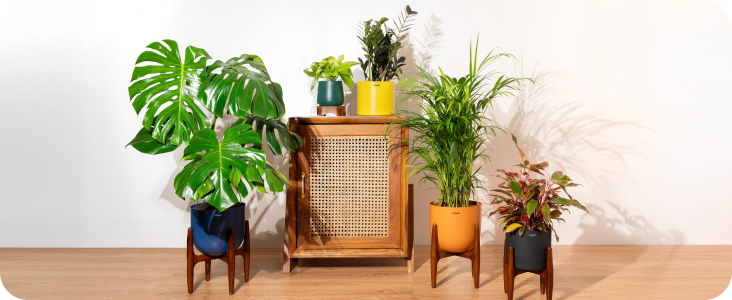 self watering plant stand Sage & Sky