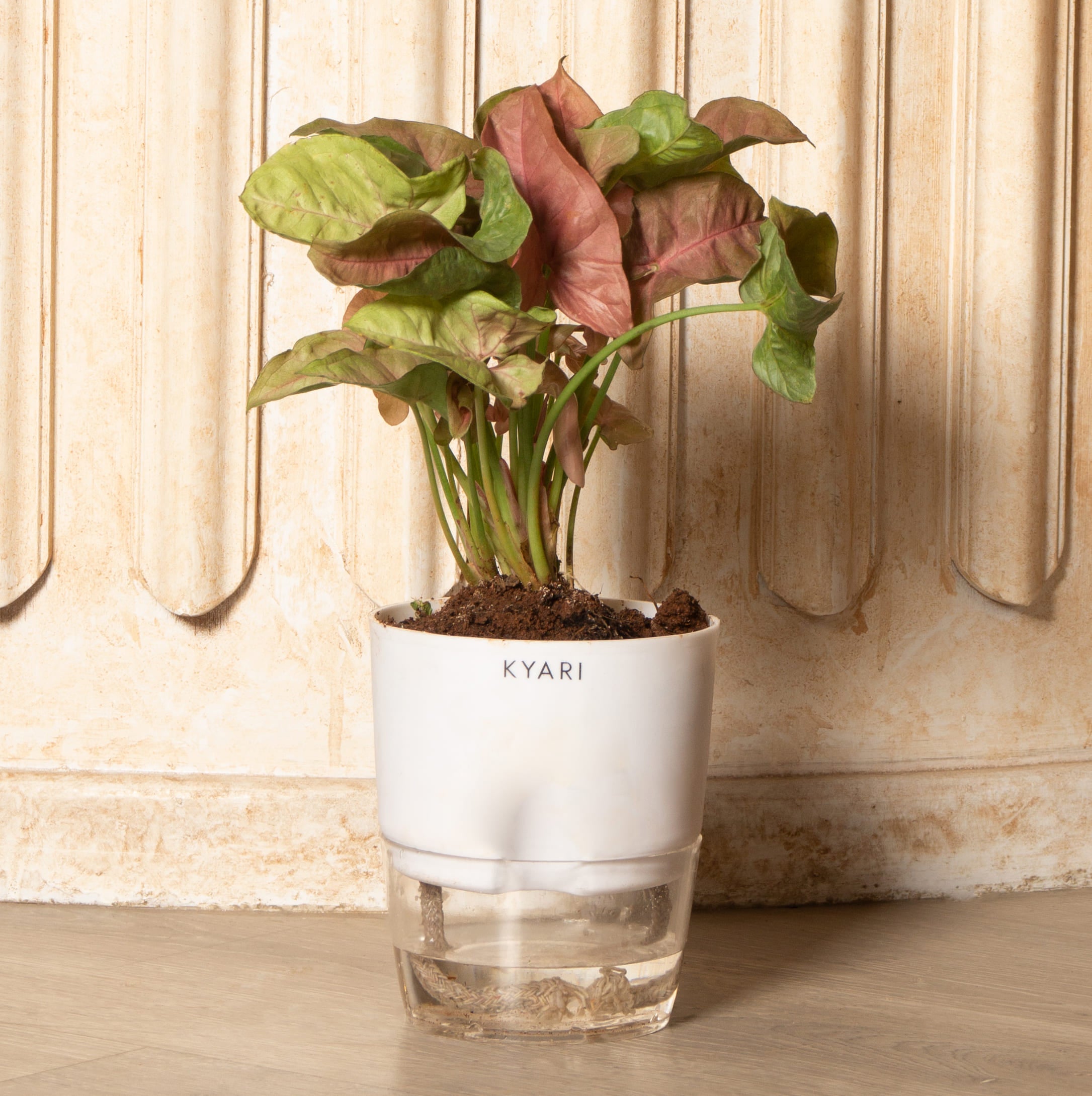 Syngonium Pink Plant