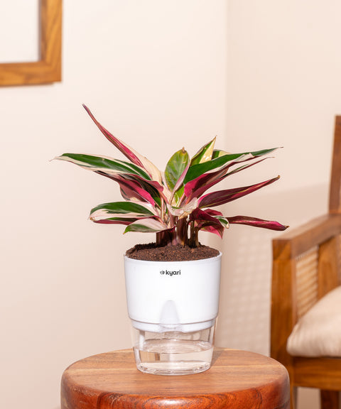 Calathea Triostar Plant With Self Watering Pot