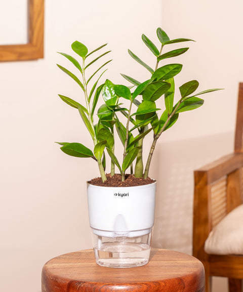 Zamia Green - ZZ Plant With Self Watering Pot