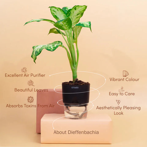 Dieffenbachia Plant