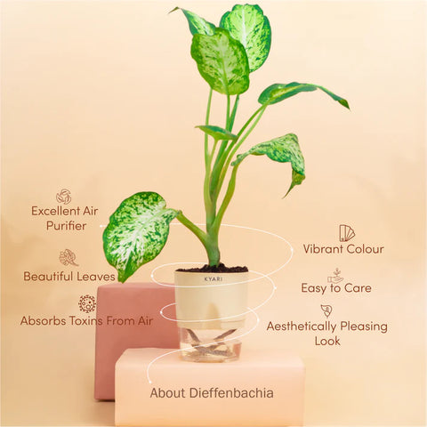 Dieffenbachia Plant