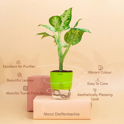 Dieffenbachia Plant