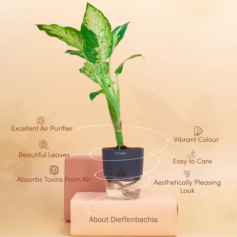 Dieffenbachia Plant