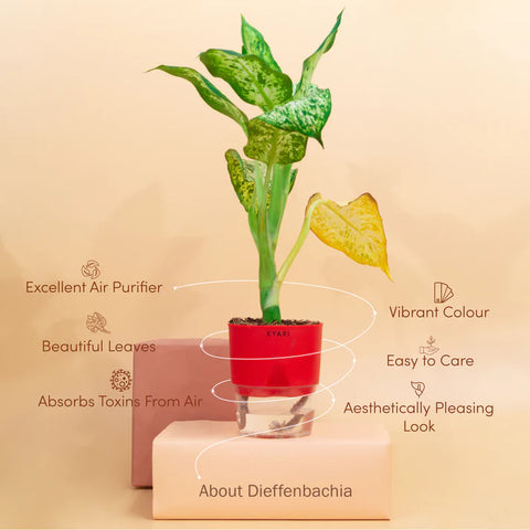 Dieffenbachia Plant