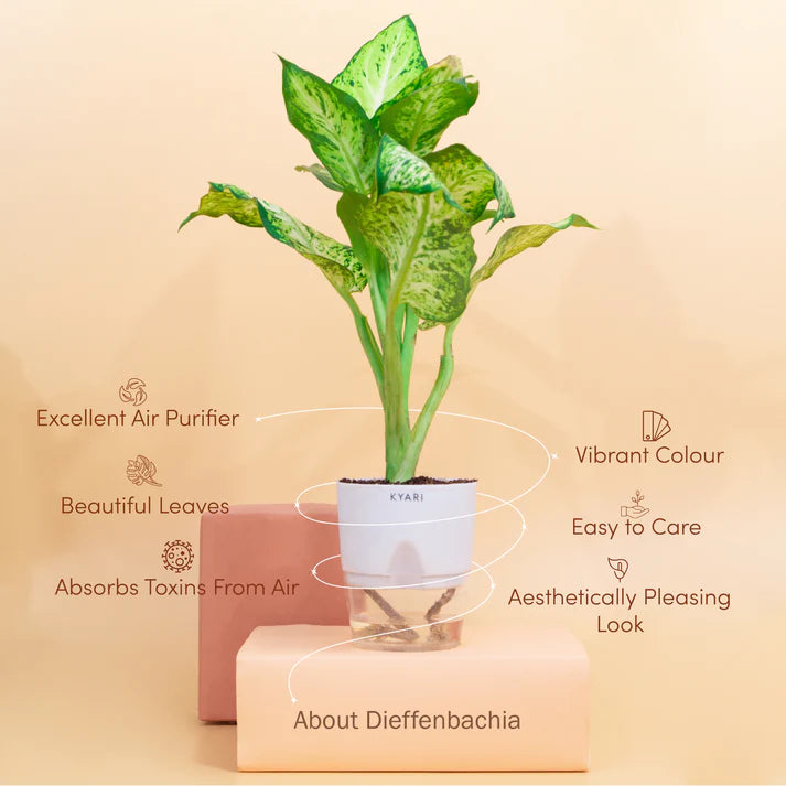 Dieffenbachia Plant
